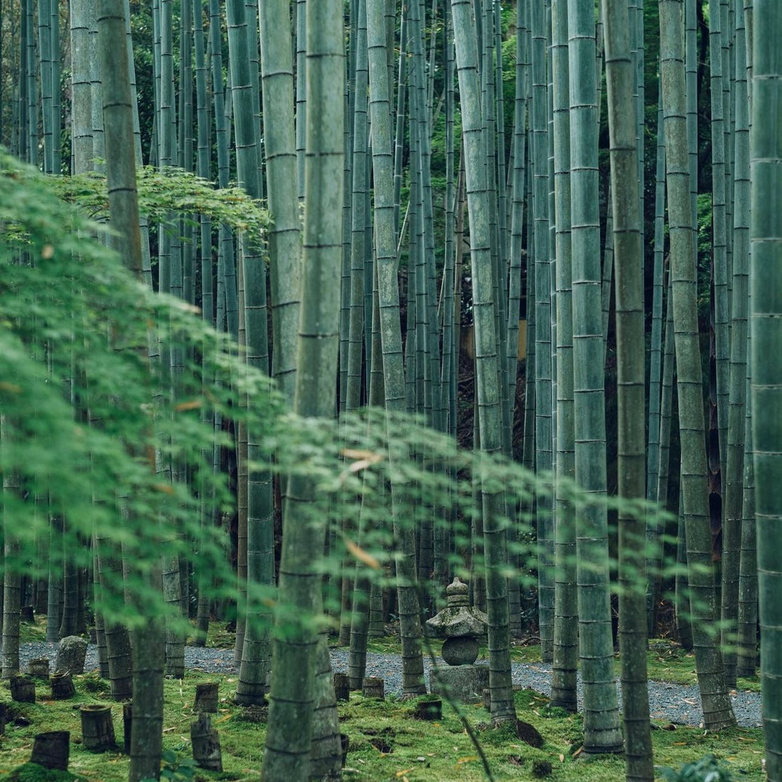 Bamboo Groves